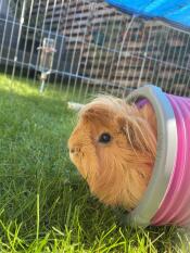 Cleo genießt ihren Omlet tunnel! 