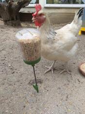 Huhn mit Omlet picken spielzeug
