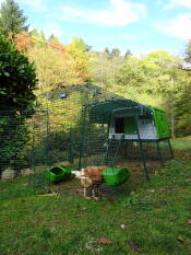 Der herbst hält einzug bei unseren hühnern und ihrem großen Eglu Cube ;-)