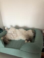 Orséis und sein sofa 