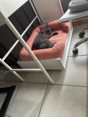 Eine graue katze, die in ihrem rosa nackenrollenbett spielt