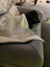 Buddy liebt sein Omlet bett und seine decke