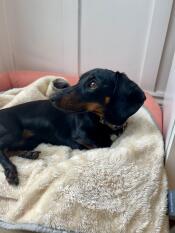 Schöne superweiche hundedecke!