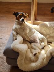 Unser hund mag die schafsfelldecke sehr, sie ist sehr weich und passt gut auf das Topology bett! sieht auch alleine toll aus.