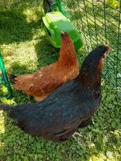 Zwei hühner in einem Omlet hühnerstall.