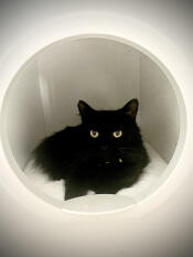 Eine schwarze katze, die sich in ihrem kleinen haus ausruht