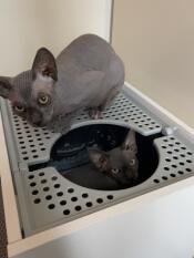 Zwei katzen und ihr katzenklo
