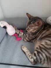 Eine katze, die auf einem Omlet grauen memory-foam-nackenstützbett liegt