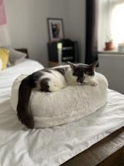 Meine katze liebt ihr neues Omlet doughnut bett! 