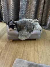 Ein grauer hund, der sich in seinem nackenstützbett ausruht