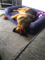 Mein rettungshund caesar. buchstäblich 2 stunden nach seiner ankunft in meinem haus.
