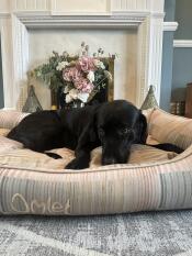 Ein hund, der sich im pawsteps natural nest hundebett ausruht.