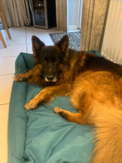 Ein deutscher schäferhund, der im schattigen fichtennest im hundebett liegt.