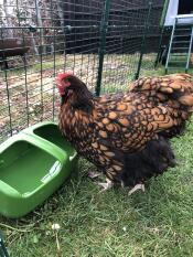 Ein huhn, das aus seiner tränke trinkt