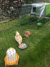 Hühner hinter einem hühnerzaun mit einem großen grünen Cube hühnerstall