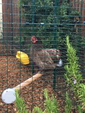 Ein huhn, das in einem großen gehege hockt