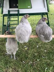 Hühner, die in einem hühnerstall Eglu hocken