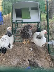 Drei hühner sitzen auf Omlet universal-hühnerstange im auslauf des grünen Eglu Cube großen hühnerstalls