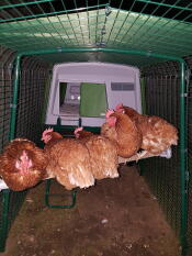 Fünf braune hühner saßen auf einer hühnerstange in einem auslauf mit einem großen grünen hühnerstall
