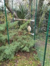 Huhn stehend auf Omlet universal hühnerstange im Omlet hühnerauslauf