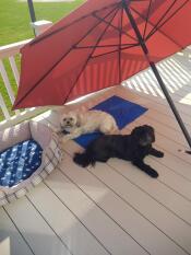 Zwei hunde genießen ihre frische kühlmatte in der sommerhitze