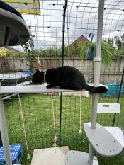 Catio