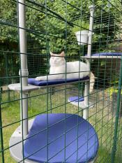 Ich liebe mein catio, gingypaws ????????????????