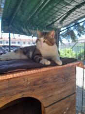 Eine katze genießt den schatten in ihrem catio