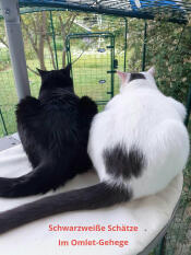Unsere 2 Kater im Gehege