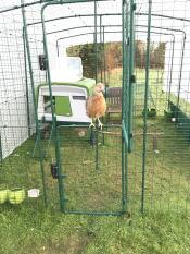 Florrie ist sehr stolz auf ihren lauf!