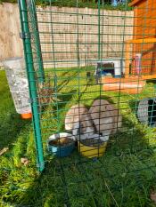 Zwei kaninchen beim abendessen in ihrem gehege