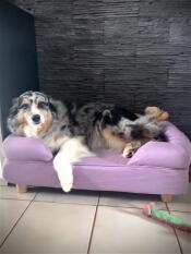 Jaya, die keine zeit damit verschwendet hat, ihr neues bett auszuprobieren