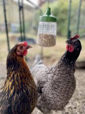Rose und grace genießen eine bereicherung
