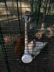 Hühner im auslauf mit Omlet universal-hühnerstange