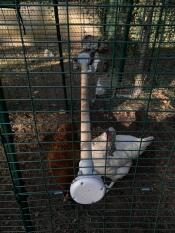 Hühner im auslauf mit Omlet universal-hühnerstange