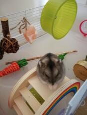Hamster im käfig
