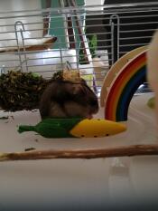 Hamster im käfig