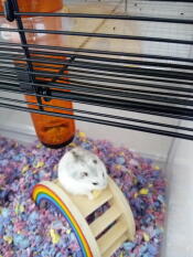 Ein kleiner weiß-grauer hamster stand auf einem regenbogenspielzeug in einem ruhigen hamsterkäfig