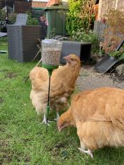 Zwei hühner picken samen aus ihrem picken-spielzeug