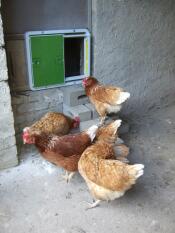 Omlet grüne automatische tür für hühnerställe, die an hühnerställe und hühner angeschlossen ist