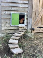 Eine grüne automatische tür für hühnerställe, die auf einen hühnerstall aus holz montiert ist