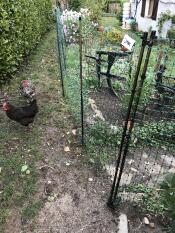 Omlet hühnerzaun im garten
