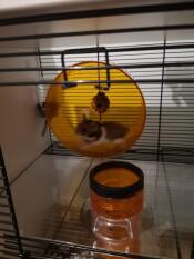 Hamster im rennen 