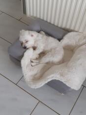 Ein weißer kleiner hund in einem kleinen grauen bett mit schafsfellüberzug