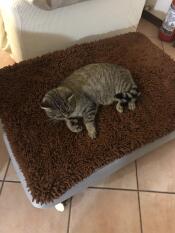 Katze liegt auf Omlet Topology hundebett mit mikrofaser-topper