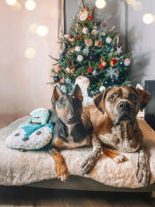 2 hunde sitzen nebeneinander auf einem hundebett