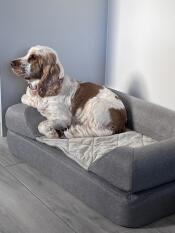 Rocky ruht sich in seinem neuen brnad Omlet bett aus. er liebt es!