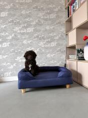 Spanischer wasserhund charlie 