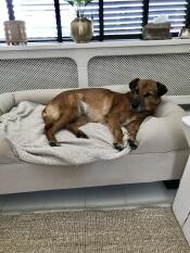 Ein brauner hund, der den platz in seinem beigefarbenen großen bett genießt