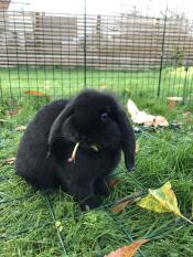 Kaninchen in Omlet Zippi kaninchenlaufstall